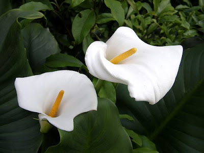 beautiful Calla Lily