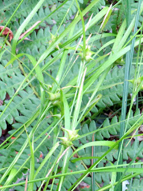 Carex intumescens