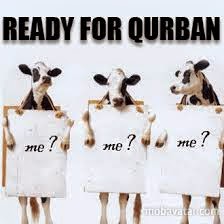 Hikmah Dibalik Ibadah Qurban - Ahli Ilmu Islam