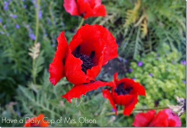 Red Poppies