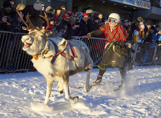 Carreras de Renos - Tromso, Noruega Monica Poza