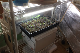 Light-box made from wire shelving with cardboard and foil for starting seedlings