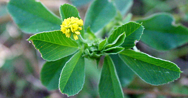 Mielga azafranada y plantas leguminosas