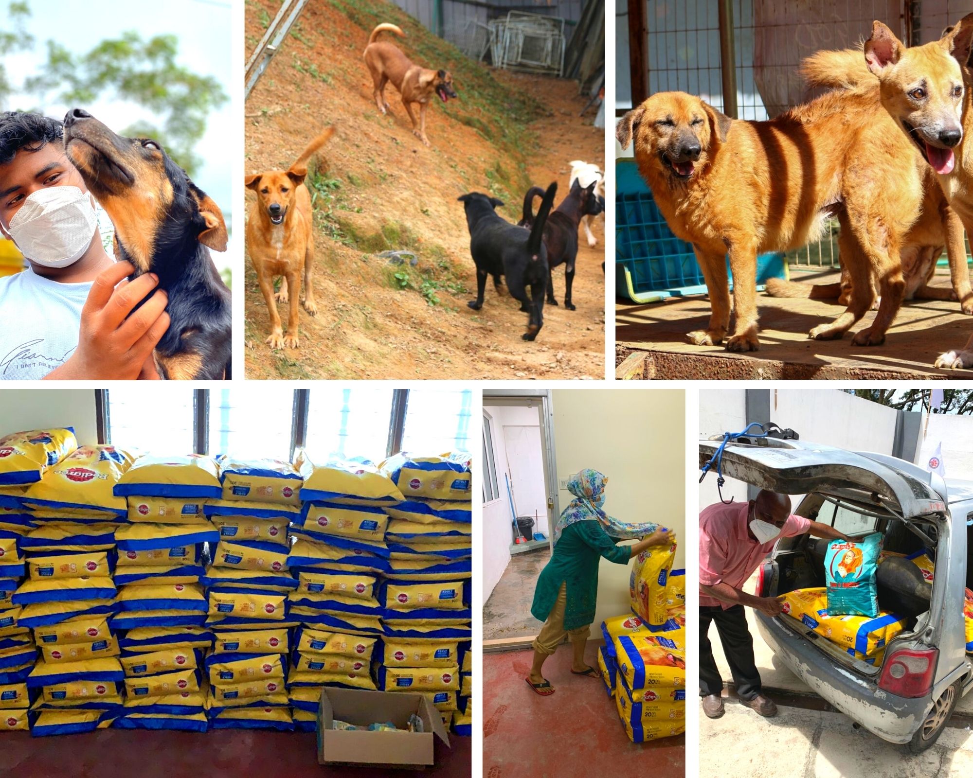 Pedigree® Delivers 61,000 Meals To Fill The Bowls Of Shelter Dogs & Strays