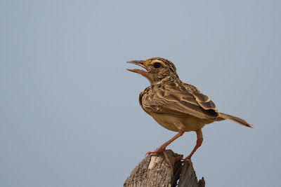 A photograph of a Paddyfield Pippit taken in Arugam Bay, Sri Lanka