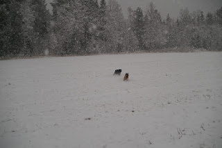 Bouvier och Schäfer