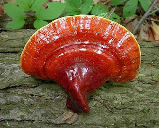 Ganoderma lucidum(Ingredient in ganocafe coffee) popular among consumers to nourish