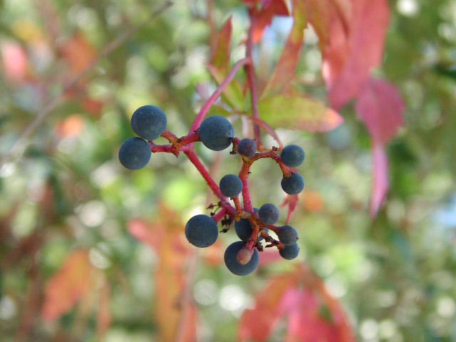 Девичий виноград семилисточковый (Parthenocissus heptaphylla)