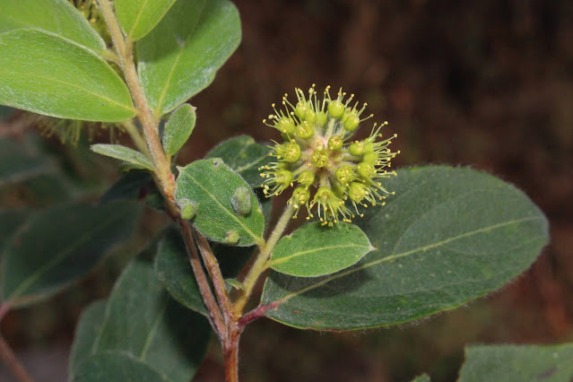 Anogeissus acuminata