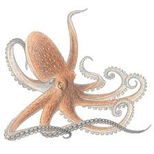 Contoh Artikel Bahasa  Inggris  Tentang  Hewan  octopus 