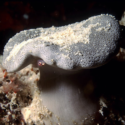 Leather coral with tiny fish, Celebes Sea