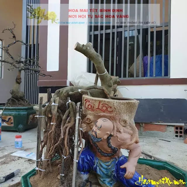 Tại sao phải ghép mai?