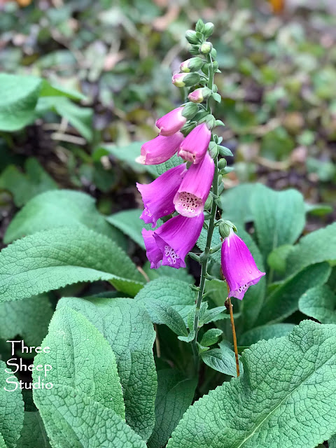 Mid November blooming Foxglove