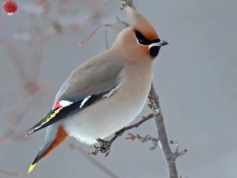 Bohemian Waxwing - The most beautiful bird pictures - The most beautiful bird pictures - NeotericIT.com