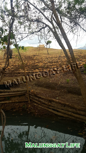 malunggay-life-moringa-farm