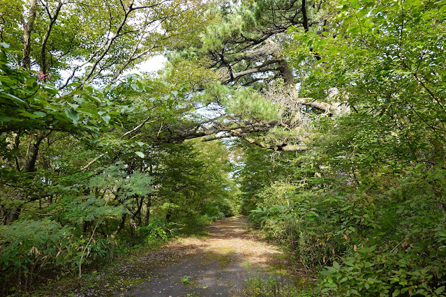 鳥取県西伯郡伯耆町金屋谷　袋小路の小径