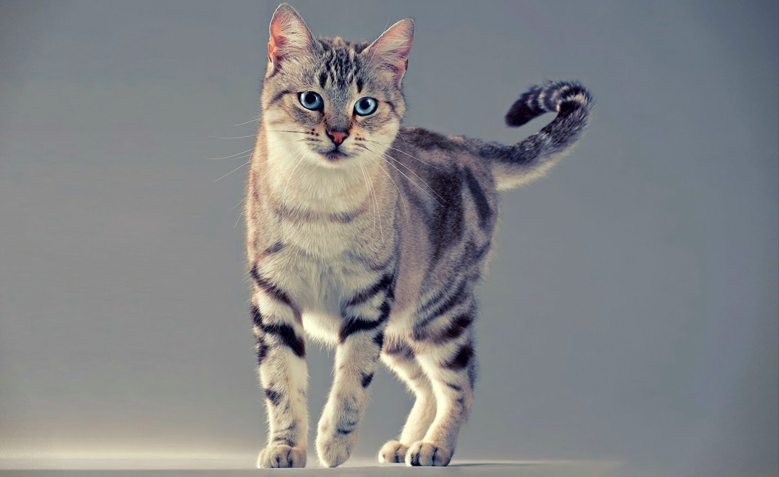 Gambar Kucing Imut dan Lucu Kumpulan Gambar Gambar Kucing Imut dan Lucu Kumpulan Gambar