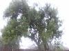 Un long arbre dans mon jardin