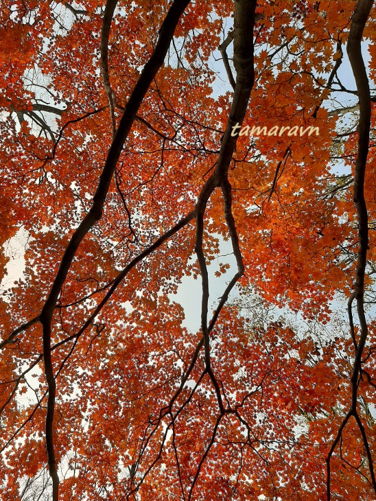 Клён ложнозибольдов (Acer pseudosieboldianum)