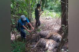 BKSDA Telusuri Penyebab Tiga Harimau Sumatera Mati di Pinggir Hutan di Aceh