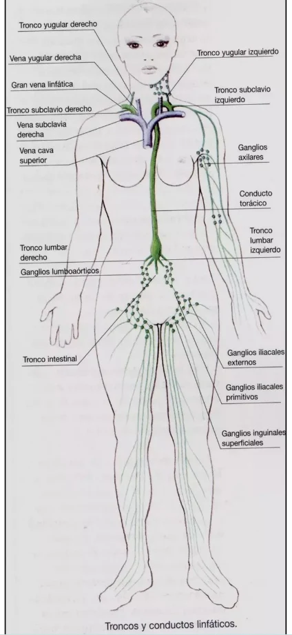 Troncos  linfáticos  terminales
