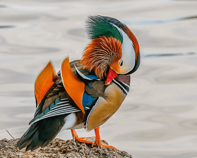 Spectacular Multi-Colored Plumage of the Mandarin Duck