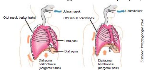 Macam-Macam Pernapasan serta Mekanisme Pernapasan Dada dan ...