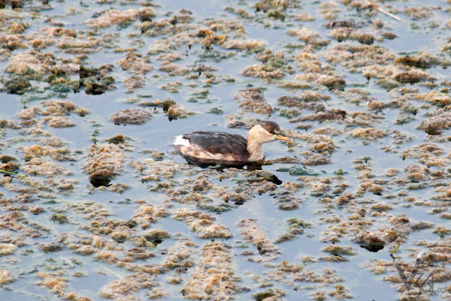 Little Grebe