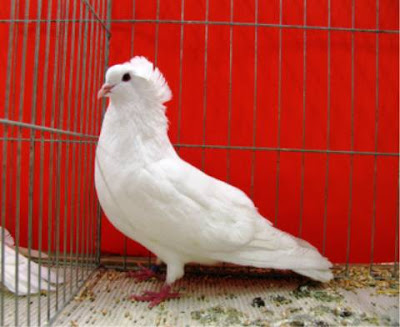 Montauben French Breed Pigeon
