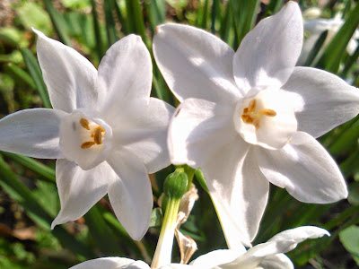 narcisos blanco