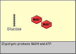 Lactic Acid Fermentation - Ezgif.com Gif Maker