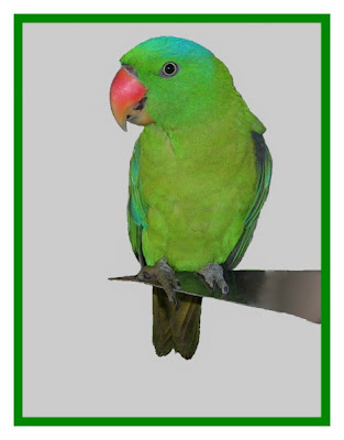 alindanaw: Blue-naped Parrot