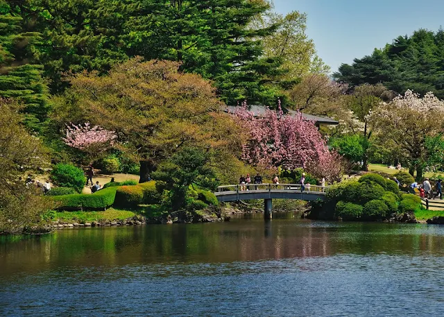 Cherry blossoms in full bloom at Shinjuku Gyoen National Garden, Tokyo