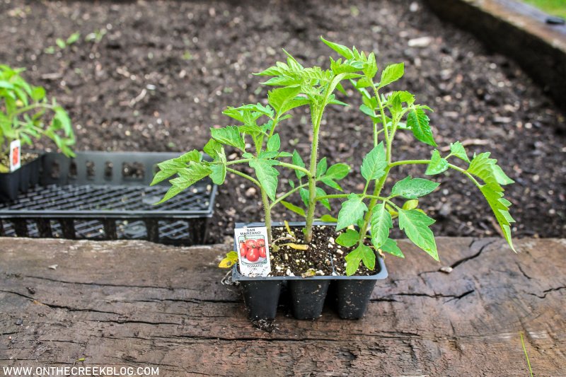 tomato plant in the garden | On The Creek Blog