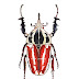 MECYNORHINA TORQUATA I 0451