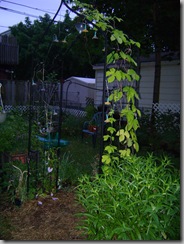plants 030