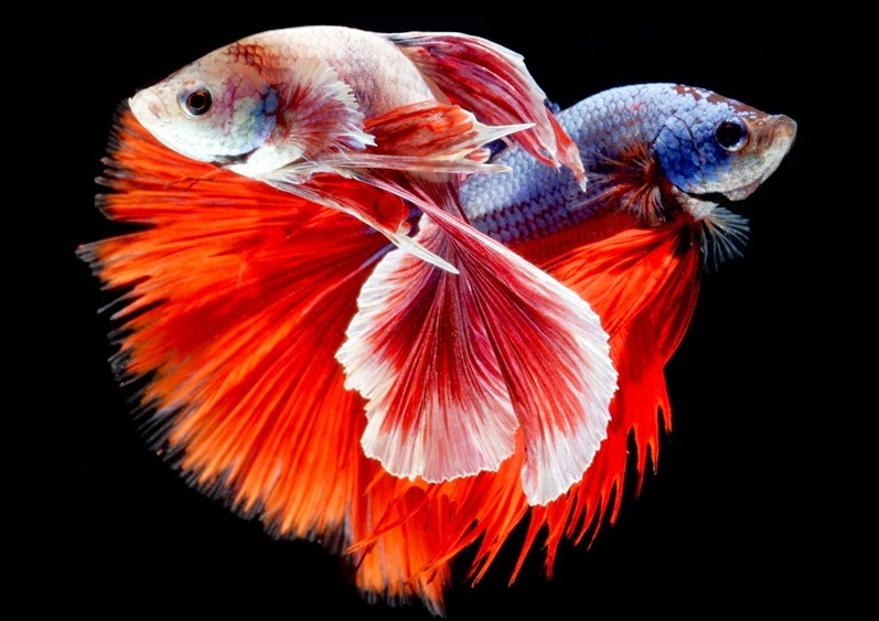 Kumpulan Gambar  Ikan  Hias Air Tawar Cara Budidaya Ikan 