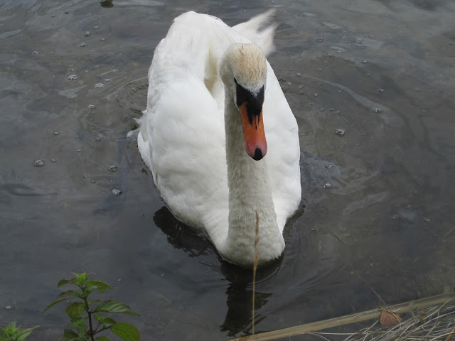 Swan in Lithuania
