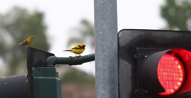 Hooded Oriole at a stoplight