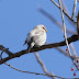 MA - another Hoary Redpoll