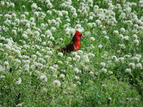 male cardinal sitting in whiteclover