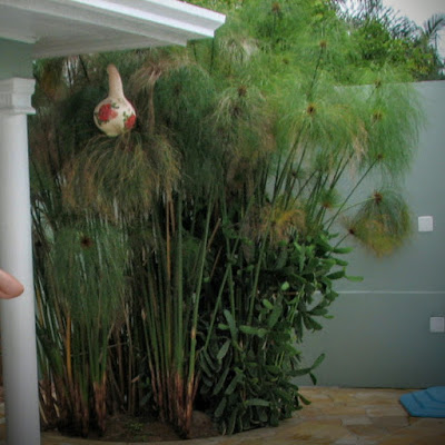 Nome Científico: Cyperus giganteus Nomes Populares: Papiro-brasileiro, Papiro, piripiri, piri, Família: Cyperaceae
