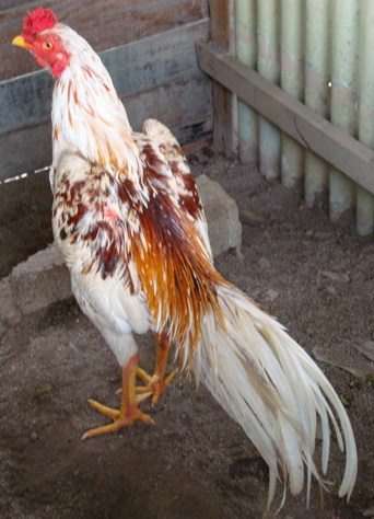 Galeri Ayam Aduan  Ayam Bangkok Mu