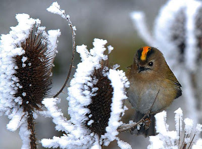 Europe's smallest bird searching for food in the cold Seen On Coolpicturegallery.blogspot.com