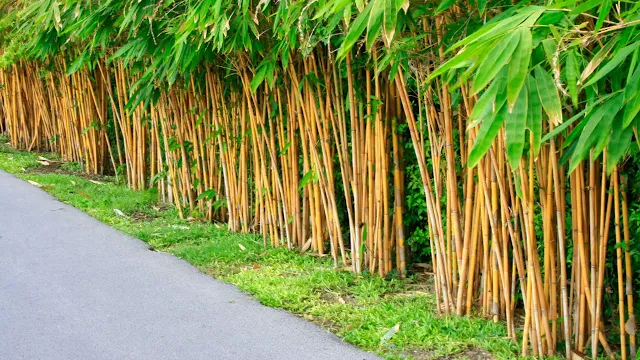 how to plant bamboo