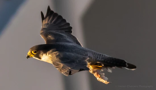 Peregrine Falcon Arnhem Milnerton Copyright Vernon Chalmers Photography