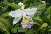 Florers-Sobralia-mirabilis-hibrido-de-S.mac-rantha-c-S.xantholeuca-31