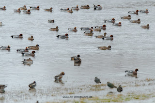 Wildlifefotografie Krickente Naturfotografie Lippeaue Olaf Kerber