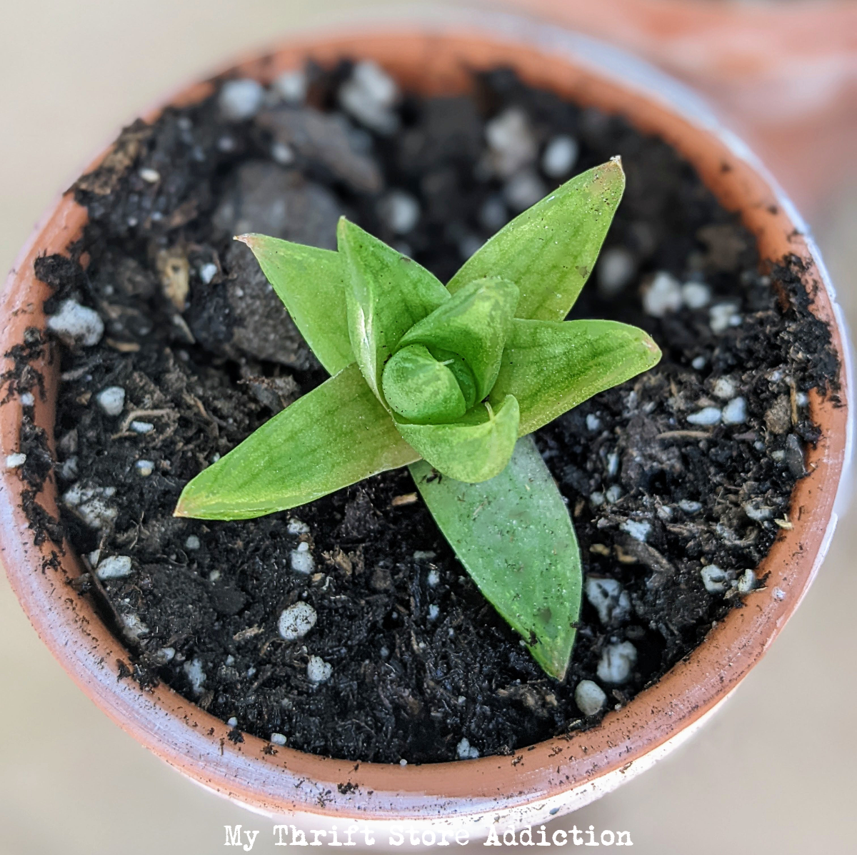 how to propagate succulents