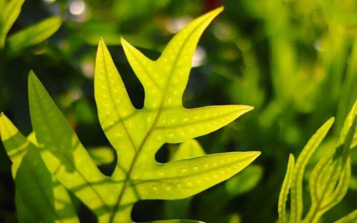 folha-da-samambaia-jamaicana-em-closeup-detalhando-seu-tom-verde-esmeralda-e-nervuras-da-folha